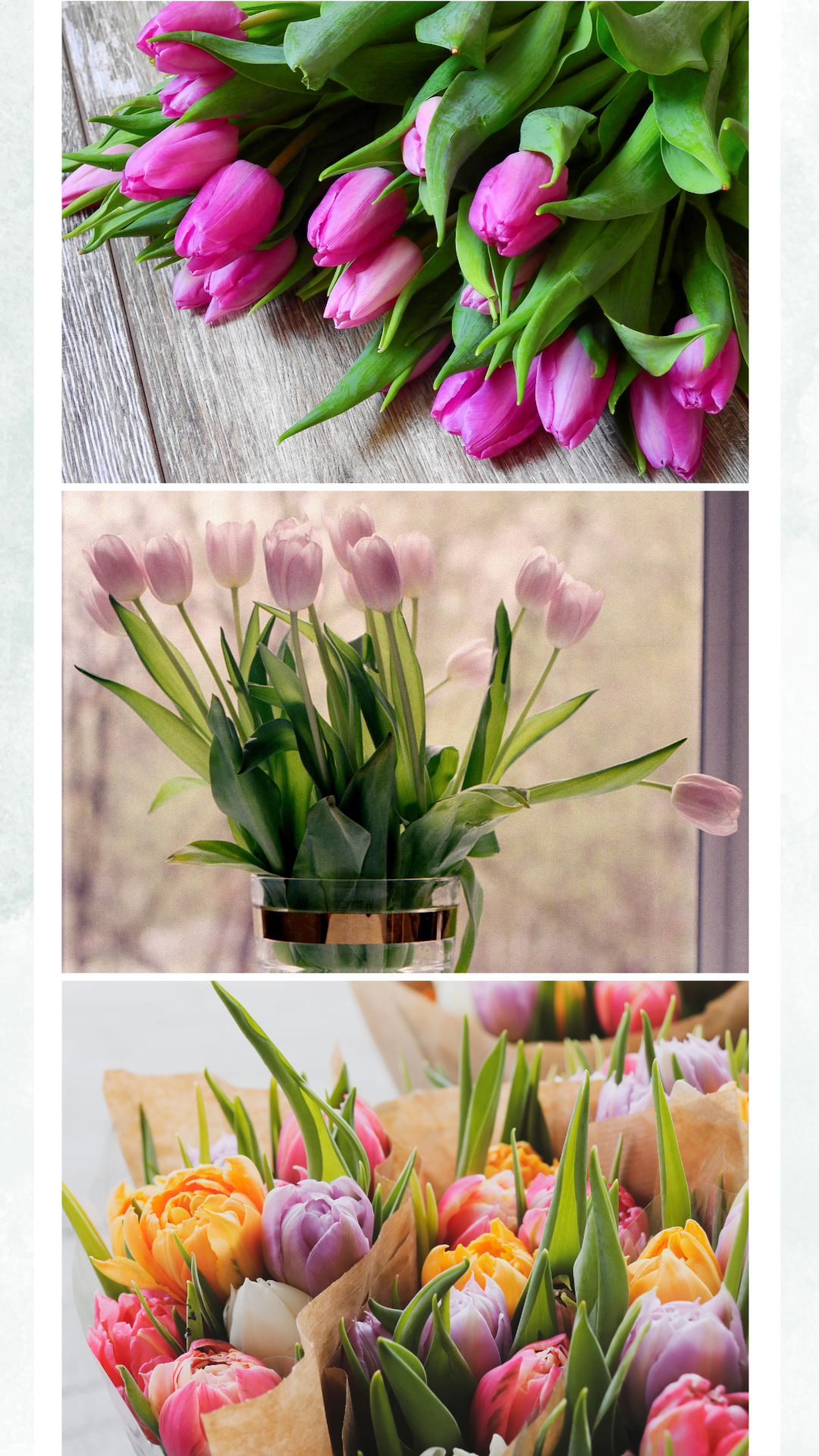 Vibrant tulips, perfect for brightening up any space or occasion